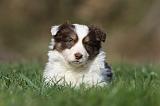 BORDER COLLIE 820